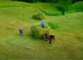 Drone footage of traditional Romanian haymaking in the Carpathian Mountains, farmers with horse and cart, cinematic aerial photography