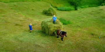 Drone footage of traditional Romanian haymaking in the Carpathian Mountains, farmers with horse and cart, cinematic aerial photography